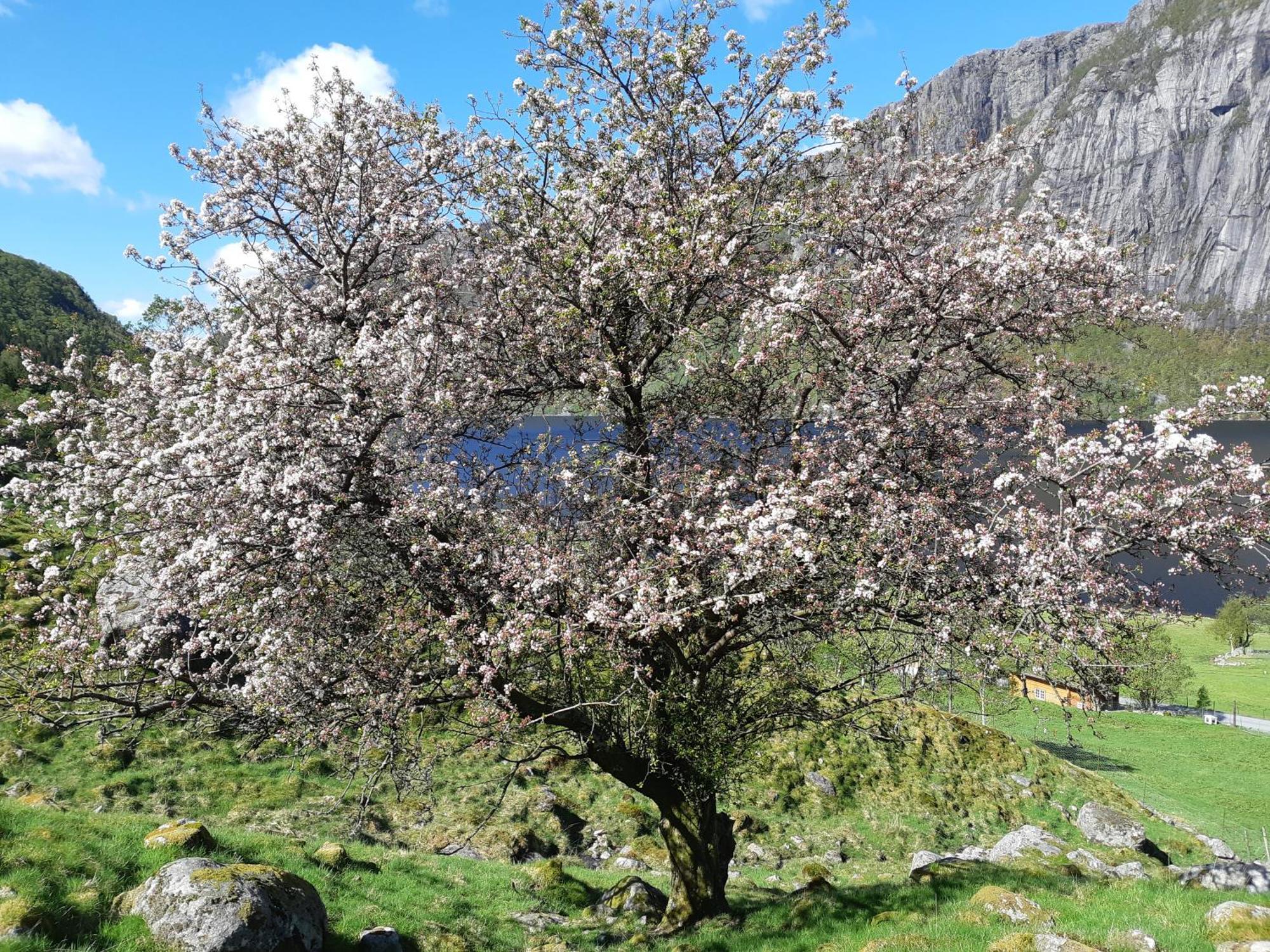 Hytte Ved Preikestolen Forsand Exteriör bild